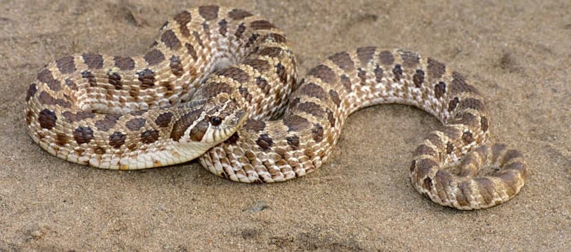 Picture of a wild hognose snake